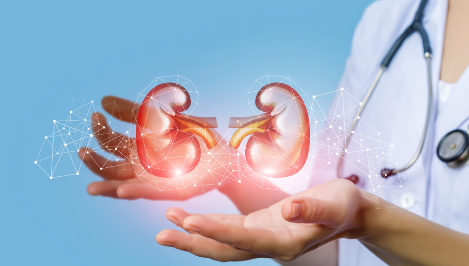Common Symptoms of Kidney Issues and When to See a Doctor